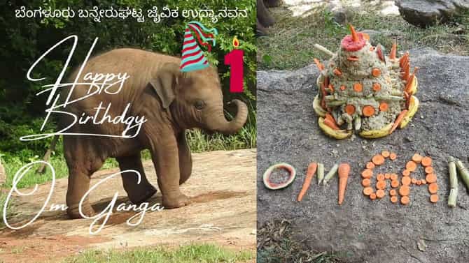 Baby Elephant Birthday: ಬನ್ನೇರುಘಟ್ಟ ಉದ್ಯಾನವನದಲ್ಲಿ ಮರಿ ಆನೆ ಹುಟ್ಟಹಬ್ಬ ಸಂಭ್ರಮ, ವಿಭಿನ್ನ ಕೇಕ್ ತಯಾರಿಸಿದ ಸಿಬ್ಬಂದಿ