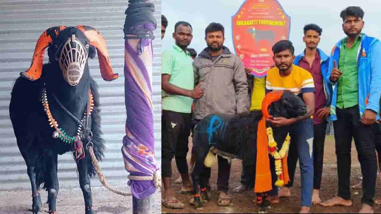 ಬೆಳಗಾವಿ: ಫೈಟರ್ ಟಗರಿನ ಗೆಲುವು ಸಹಿಸಲಾಗದೆ ಕದ್ದು ಮಟನ್ ಮಾರ್ಕೆಟ್ಗೆ ತಂದ ಖದೀಮರು, ಮುಂದೇನಾಯ್ತು...?