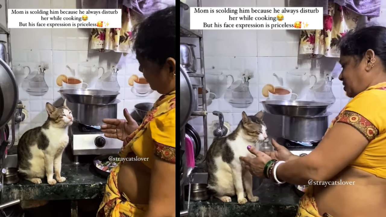 Viral Video: ಕೆಳಗೆ ಇಳೀ ಮಗು; ಅಡುಗೆಮನೆಯ ಕಟ್ಟೆ ಏರಿ ತಪಸ್ಸಿಗೆ ಕುಳಿತ ಮಾರ್ಜಾಲ