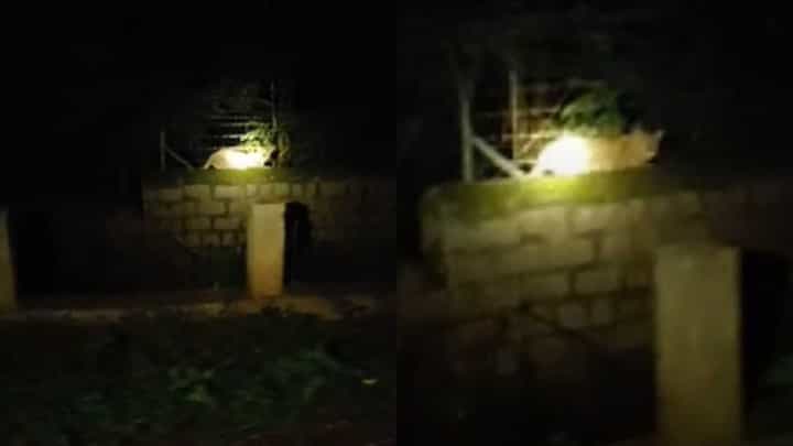 ರಾತ್ರೋರಾತ್ರಿ ಕಾಂಪೌಂಡ್ ಗೋಡೆ ಮೇಲೆ ಚಿರತೆ ಪ್ರತ್ಯಕ್ಷ: ಭಯಭೀತರಾದ ಸ್ಥಳೀಯರು ರಾತ್ರೋರಾತ್ರಿ ಕಾಂಪೌಂಡ್ ಗೋಡೆ ಮೇಲೆ ಚಿರತೆ ಪ್ರತ್ಯಕ್ಷ: ಭಯಭೀತರಾದ ಸ್ಥಳೀಯರು