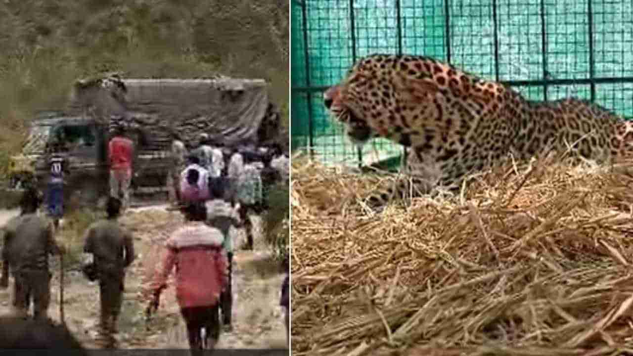 Leopard: ಗ್ರಾಮಸ್ಥರು ಮತ್ತು ಅರಣ್ಯಾಧಿಕಾರಿಗಳಿಗೆ ತಲೆ ನೋವಾಗಿದ್ದ ಚಿರತೆ ಕೊನೆಗೂ ಸೆರೆ