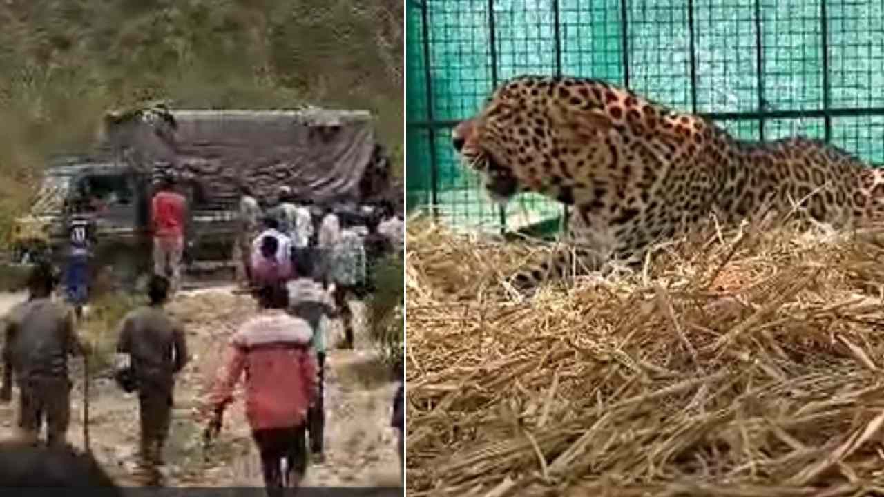 Leopard: ಗ್ರಾಮಸ್ಥರು ಮತ್ತು ಅರಣ್ಯಾಧಿಕಾರಿಗಳಿಗೆ ತಲೆ ನೋವಾಗಿದ್ದ ಚಿರತೆ ಕೊನೆಗೂ ಸೆರೆ Leopard: ಗ್ರಾಮಸ್ಥರು ಮತ್ತು ಅರಣ್ಯಾಧಿಕಾರಿಗಳಿಗೆ ತಲೆ ನೋವಾಗಿದ್ದ ಚಿರತೆ ಕೊನೆಗೂ ಸೆರೆ