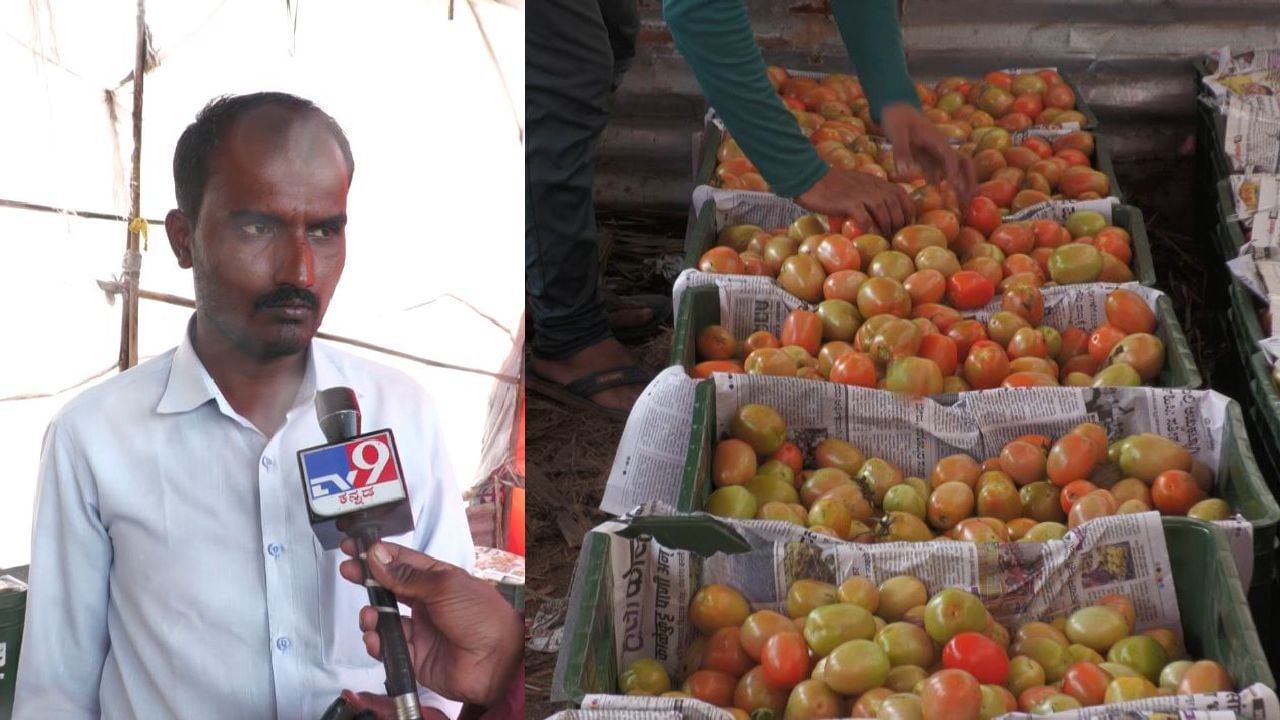 ಚಿಕ್ಕೋಡಿ: ಲೀಸ್ ಪಡೆದ ಹೊಲದಲ್ಲಿ ಟೊಮೆಟೊ ಬೆಳೆದು ಕೋಟ್ಯಾಧೀಶನಾದ ರೈತ