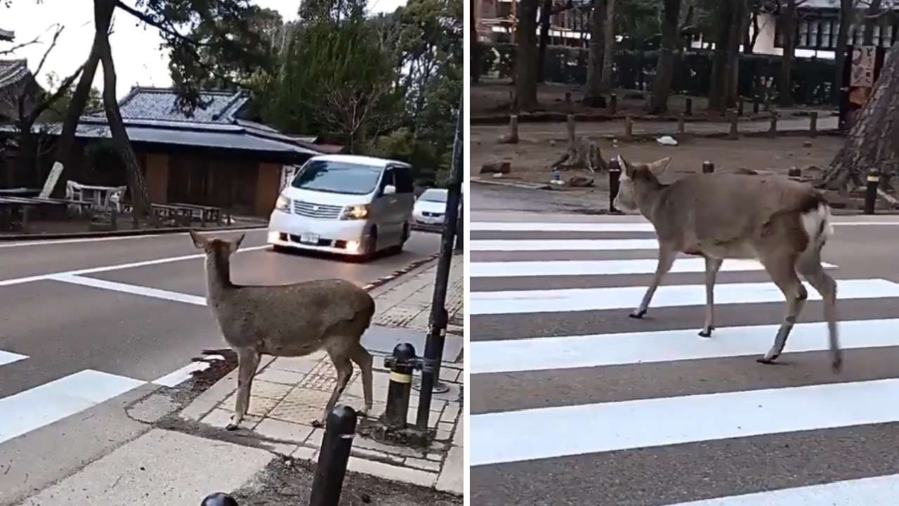 Viral Video: ಜಪಾನ್; ಝೀಬ್ರಾ ಕ್ರಾಸಿಂಗ್​ ಮಾಡಿ ರಸ್ತೆ ದಾಟಿದ ಜಿಂಕೆಯ ವಿಡಿಯೋ