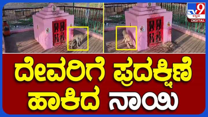 ವಿಜಯಪುರದ ಹುಣಶ್ಯಾಳ ಗ್ರಾಮದಲ್ಲಿ ನಾಯಿಯೊಂದು ಮಾನವರಂತೆಯೇ ಗುಡಿಯ ಪ್ರದಕ್ಷಿಣೆ ಹಾಕುತ್ತದೆ! ವಿಜಯಪುರದ ಹುಣಶ್ಯಾಳ ಗ್ರಾಮದಲ್ಲಿ ನಾಯಿಯೊಂದು ಮಾನವರಂತೆಯೇ ಗುಡಿಯ ಪ್ರದಕ್ಷಿಣೆ ಹಾಕುತ್ತದೆ!
