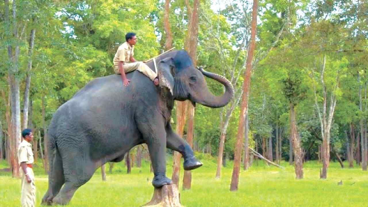 ಚಾಮರಾಜನಗರ: ರಾಮಪುರ ಆನೆ ಶಿಬಿರದಲ್ಲಿ ಎಲಿಫೆಂಟ್ ಫೀಡಿಂಗ್ ಕ್ಯಾಂಪ್ ಸ್ಥಾಪನೆಗೆ ಚಿಂತನೆ