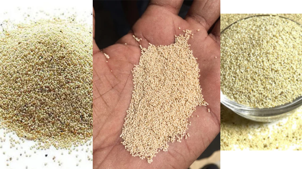 ಆರೋಗ್ಯ ಸಲಹೆ ಚಿಕ್ಕ ಚಿಕ್ಕ ಗಸಗಸೆ ಬೀಜಗಳ ದೊಡ್ಡ ದೊಡ್ಡ ಪ್ರಯೋಜನಗಳು ಹೀಗಿವೆ