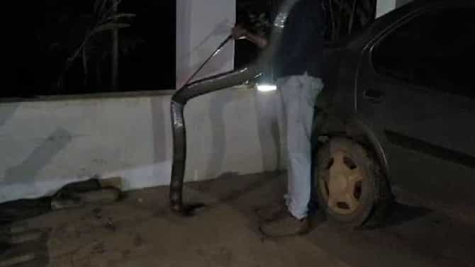 ಶಿವಮೊಗ್ಗ: ಮನೆಯ ಕಾರ್ ಶೆಡ್​ನಲ್ಲಿ 12 ಅಡಿ ಉದ್ದದ ಕಾಳಿಂಗ ಸರ್ಪ ಪತ್ತೆ