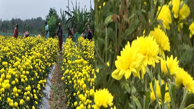 ರೈತರ ಪಾಲಿಗೆ ಲಕ್ಷ್ಮಿಯಾದ ಹೂವು! ಕೆಜಿ ಕನಕಾಂಬರಕ್ಕೆ 2 ಸಾವಿರ; ಚೆಂಡು, ಸೇವಂತಿಗೆ ಎಷ್ಟು ಗೊತ್ತಾ?