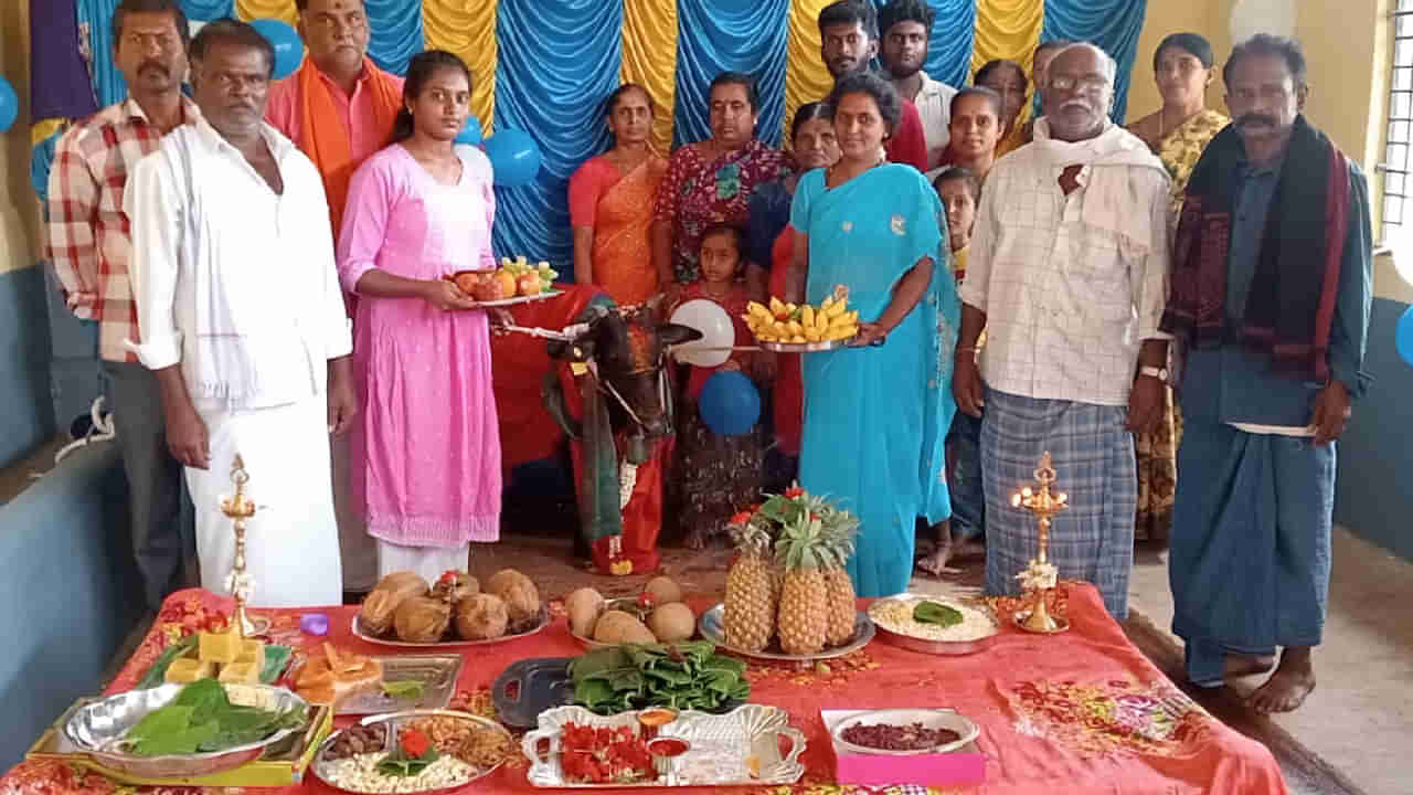 ಮಾನವರಂತೆ ವಿಶಿಷ್ಟ ರೀತಿಯಲ್ಲಿ ಮಲೆನಾಡು ಗಿಡ್ಡ ಹಸುವಿಗೆ ಸೀಮಂತ ಮಾಡಿ, ಮುದ್ದುಗೆರೆದ ಮುದ್ದಗೆರೆ ಗ್ರಾಮಸ್ಥರು!