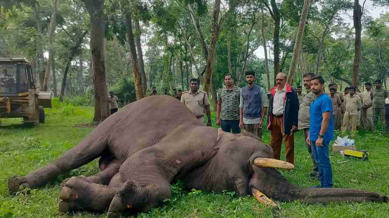 ಮೈಸೂರು; ಮತ್ತಿಗೋಡು ಸಾಕಾನೆ ಶಿಬಿರದಲ್ಲಿ ಬಹು ಅಂಗಾಂಗ ವೈಫಲ್ಯದಿಂದ ಆನೆ ಸಾವು