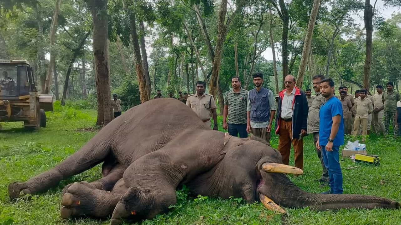 ಮೈಸೂರು; ಮತ್ತಿಗೋಡು ಸಾಕಾನೆ ಶಿಬಿರದಲ್ಲಿ ಬಹು ಅಂಗಾಂಗ ವೈಫಲ್ಯದಿಂದ ಆನೆ ಸಾವು ಮೈಸೂರು; ಮತ್ತಿಗೋಡು ಸಾಕಾನೆ ಶಿಬಿರದಲ್ಲಿ ಬಹು ಅಂಗಾಂಗ ವೈಫಲ್ಯದಿಂದ ಆನೆ ಸಾವು