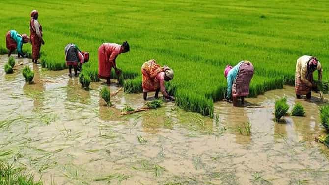 ಸಾರ್ವಜನಿಕರಿಗೆ ಮತ್ತೊಂದು ಬೆಲೆ ಏರಿಕೆ ಶಾಕ್: ಕರ್ನಾಟಕದಲ್ಲಿ 15% ರಷ್ಟು ಅಕ್ಕಿ ದರ ಏರಿಕೆ, ಕಾರಣವೇನು?
