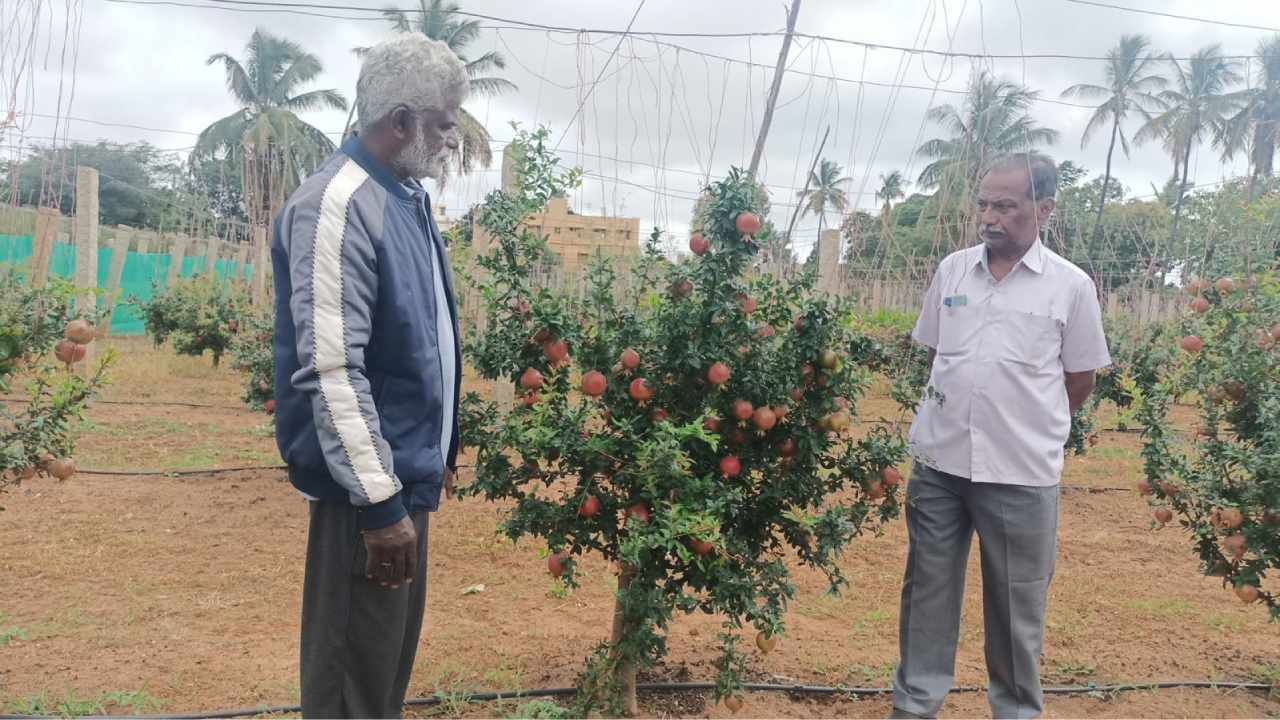  ಕಟಾವಿಗೆ ಬಂದಿದ್ದ ಲಕ್ಷಾಂತರ ರೂಪಾಯಿ ದಾಳಿಂಬೆ ಕಳ್ಳತವಾಗಿದ್ದರಿಂದ ರೈತ ಜಗದೀಶ್ ಕಂಗಾಲಾಗಿದ್ದಾರೆ.