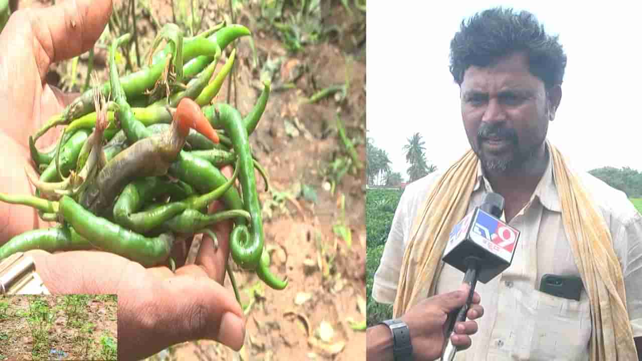 ಚಿತ್ರದುರ್ಗದಲ್ಲಿ ತುಂತುರು ಮಳೆಗೆ ಬೆಳೆ ನಾಶ; ಕೈಗೆ ಬಂದ ತುತ್ತು ಬಾಯಿಗೆ ಬಾರದೆ ರೈತ ಕಂಗಾಲು