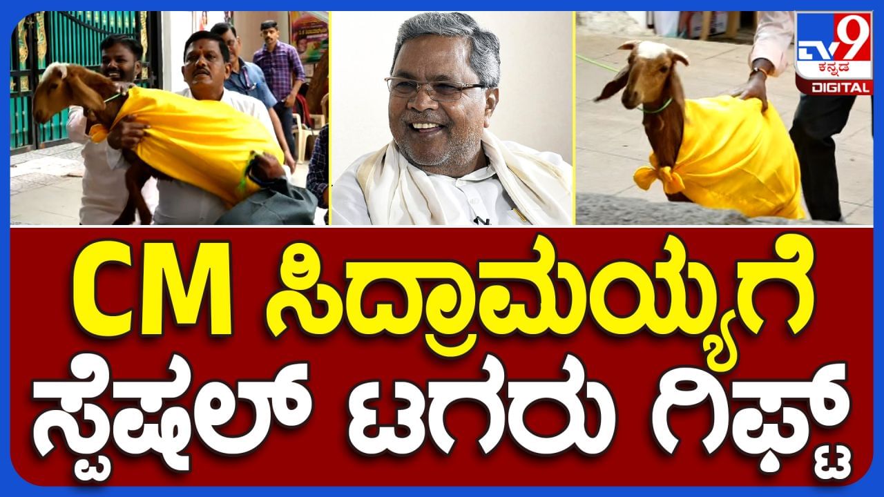 ಸಿಎಂ ಸಿದ್ದರಾಮಯ್ಯರಿಗೆ ಸ್ಪೆಷಲ್​ ಕುರಿ ಗಿಫ್ಟ್​ ಮಾಡಿದ ರಾಯಚೂರು ಅಭಿಮಾನಿ