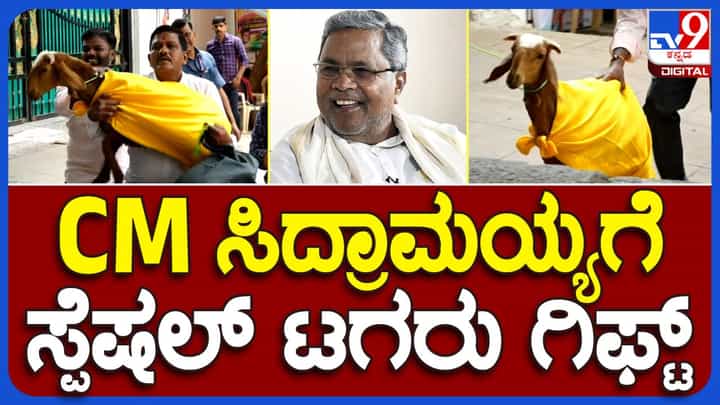 ಸಿಎಂ ಸಿದ್ದರಾಮಯ್ಯರಿಗೆ ಸ್ಪೆಷಲ್ ಕುರಿ ಗಿಫ್ಟ್ ಮಾಡಿದ ರಾಯಚೂರು ಅಭಿಮಾನಿ ಸಿಎಂ ಸಿದ್ದರಾಮಯ್ಯರಿಗೆ ಸ್ಪೆಷಲ್ ಕುರಿ ಗಿಫ್ಟ್ ಮಾಡಿದ ರಾಯಚೂರು ಅಭಿಮಾನಿ