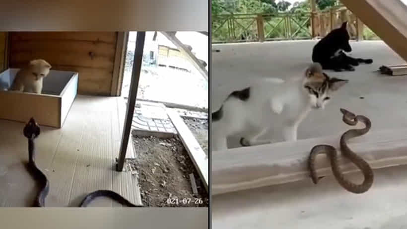 Viral Video: ಭಲೇ ಮಾರ್ಜಾಲವೇ ಏನು ನಿಮ್ಮ ಮಹಿಮೆಯೇ! ನೆಟ್ಟಿಗರ ಶಭಾಷ್
