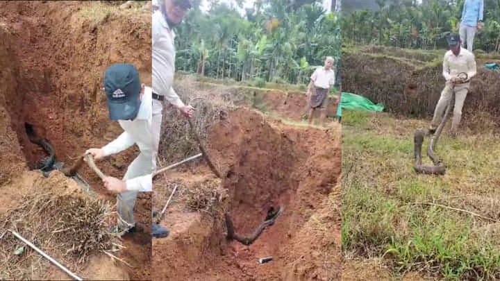 ಚಿಕ್ಕಮಗಳೂರು: ವರ್ಷದಿಂದ ಗದ್ದೆಯಲ್ಲಿ ಮನೆ ಮಾಡಿ, ಬೆಚ್ಚಗೆ ಮಲಗಿದ್ದ ಬೃಹತ್ ಕಾಳಿಂಗ ಸರ್ಪವನ್ನು ಸೆರೆ ಹಿಡಿದ ಉರಗ ತಜ್ಞ ಚಿಕ್ಕಮಗಳೂರು: ವರ್ಷದಿಂದ ಗದ್ದೆಯಲ್ಲಿ ಮನೆ ಮಾಡಿ, ಬೆಚ್ಚಗೆ ಮಲಗಿದ್ದ ಬೃಹತ್ ಕಾಳಿಂಗ ಸರ್ಪವನ್ನು ಸೆರೆ ಹಿಡಿದ ಉರಗ ತಜ್ಞ
