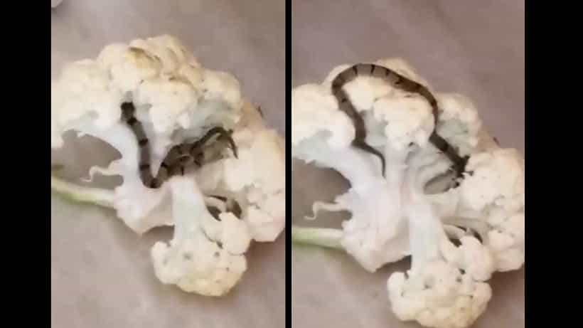 Viral Video: ಅವರ ಮನೆಗೆ ಹಾವುಕೋಸು ಬಂದಿತ್ತಂತೆ! ನೋಡಿ ಅದು ಹೇಗಿತ್ತೆಂದು