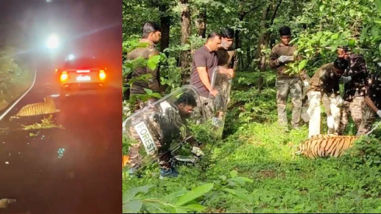 Viral Video: ಮಹಾರಾಷ್ಟ್ರ; ಕಾರು ಚಾಲಕನ ಬೇಜವಾವ್ದಾರಿತನ, 2 ವರ್ಷದ ಹೆಣ್ಣುಹುಲಿ ಸಾವು Viral Video: ಮಹಾರಾಷ್ಟ್ರ; ಕಾರು ಚಾಲಕನ ಬೇಜವಾವ್ದಾರಿತನ, 2 ವರ್ಷದ ಹೆಣ್ಣುಹುಲಿ ಸಾವು