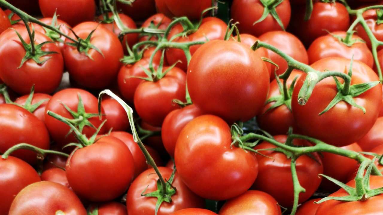 Tomato: 300 ರೂ ಮುಟ್ಟಲಿದೆ ಟೊಮೆಟೋ ಬೆಲೆ; ಇತರ ತರಕಾರಿಗಳೂ ತುಟ್ಟಿ; ನಷ್ಟ ಮಾಡಿಕೊಳ್ಳುತ್ತಿರುವ ಸಗಟು ವ್ಯಾಪಾರಿಗಳು