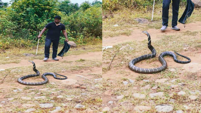 ಹಾವು ತಿನ್ನಲು ಬಾತ್ ರೂಮಿಗೆ ನುಗ್ಗಿದ ಮತ್ತೊಂದು ಬೃಹತ್​​ ನಾಗ