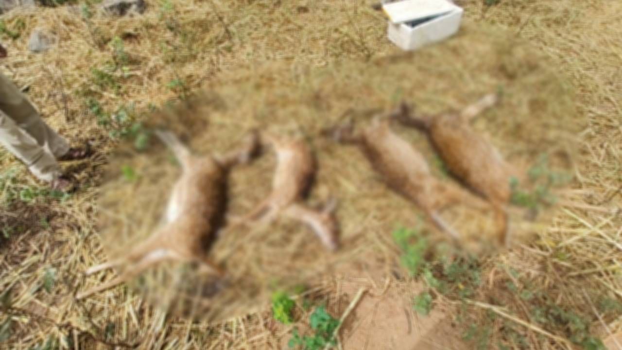 ಆನೇಕಲ್: 15 ಜಿಂಕೆಗಳ ಸಾವು, ಬನ್ನೇರುಘಟ್ಟದಲ್ಲಿ ಸೂತಕದ ಛಾಯೆ ಆನೇಕಲ್: 15 ಜಿಂಕೆಗಳ ಸಾವು, ಬನ್ನೇರುಘಟ್ಟದಲ್ಲಿ ಸೂತಕದ ಛಾಯೆ