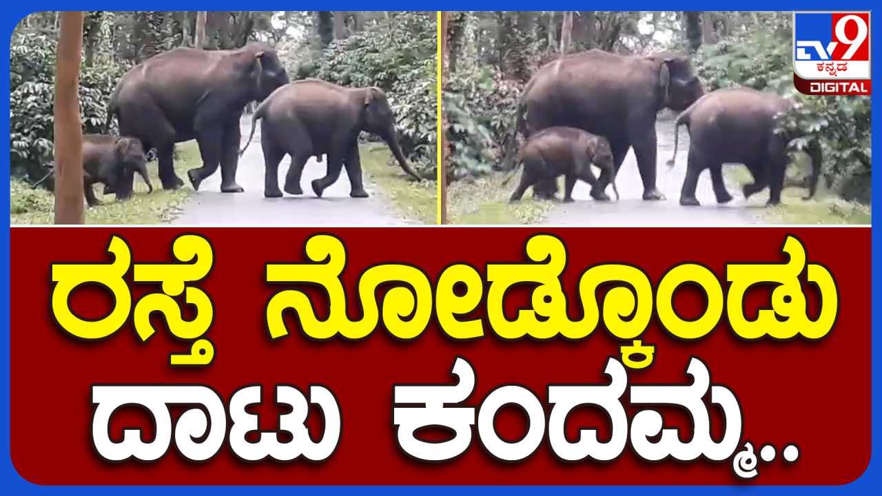 ಪುಟ್ಟ ಮರಿಯಾನೆಗಳ‌ ಸಹಿತ ರಸ್ತೆ ದಾಟಿದ ಕಾಡಾನೆಗಳು: ವಿಡಿಯೋ ನೋಡಿ