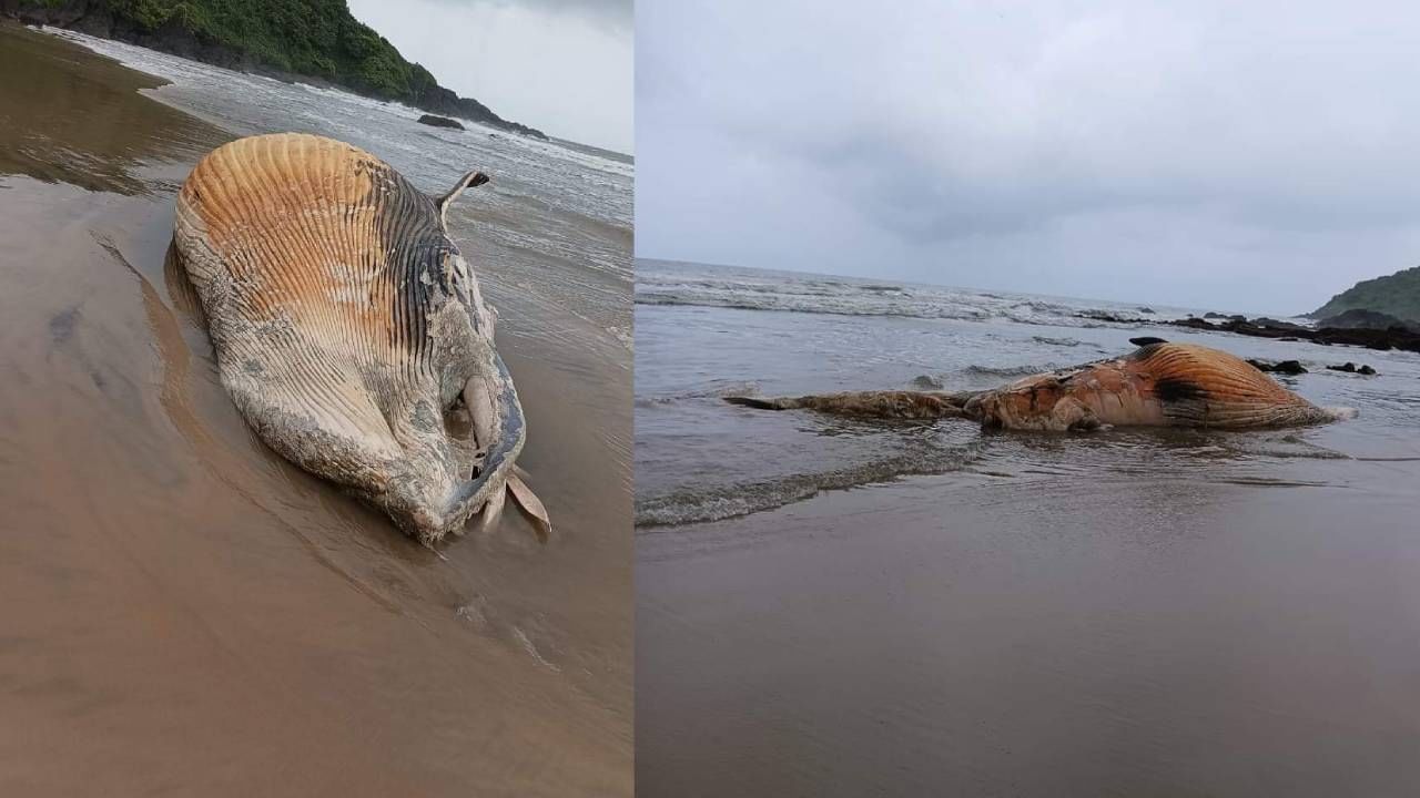 ತಿಮಿಂಗಿಲವು ಸುಮಾರು 35 ಮೀ. ಉದ್ದವಿದ್ದು ಅದರ ಮೃತದೇಹ ದೊರೆತ ಬಗ್ಗೆ ಸ್ಥಳೀಯ ಮೀನುಗಾರರ ಅರಣ್ಯ ಇಲಾಖೆಗೆ ಮಾಹಿತಿ ನೀಡಿದ್ದಾರೆ.