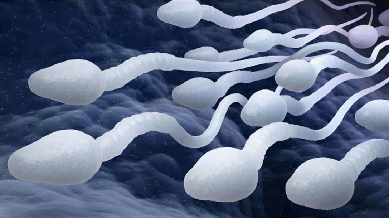 Male Fertility: ಈ ಆಹಾರಗಳು ಪುರುಷರ ವೀರ್ಯಾಣುವಿನ ಸಂಖ್ಯೆ ಕಡಿಮೆಗೊಳಿಸುತ್ತವೆ! Male Fertility: ಈ ಆಹಾರಗಳು ಪುರುಷರ ವೀರ್ಯಾಣುವಿನ ಸಂಖ್ಯೆ ಕಡಿಮೆಗೊಳಿಸುತ್ತವೆ!