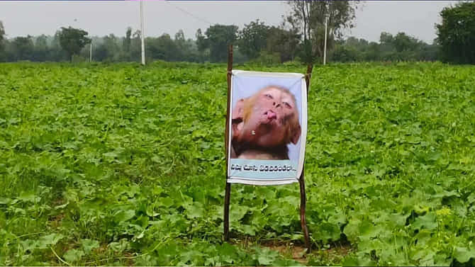 ರೈತ ಹೀರೇಕಾಯಿ ತೋಟದಲ್ಲಿ ಮಂಗನ ಫೋಟೋ ಹಾಕಿದ್ದು ಯಾಕೆ ಗೊತ್ತಾ!?