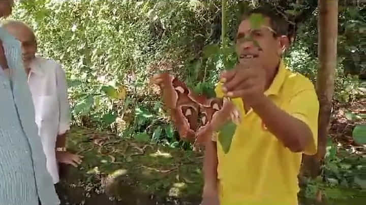 ಅಂಕೋಲಾ: ಭಾರತದಲ್ಲಿ ಅತಿ ದೊಡ್ಡ, ಅಂಗೈಗಿಂತಲೂ ಹಿರಿದಾದ ಅಪರೂಪದ ಪತಂಗ ಪತ್ತೆ ಅಂಕೋಲಾ: ಭಾರತದಲ್ಲಿ ಅತಿ ದೊಡ್ಡ, ಅಂಗೈಗಿಂತಲೂ ಹಿರಿದಾದ ಅಪರೂಪದ ಪತಂಗ ಪತ್ತೆ