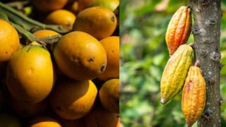 ಲಂಚ ಪ್ರಕರಣ: ಜಿಎಐಎಲ್​ನ ಎಕ್ಸಿಕ್ಯೂಟಿವ್ ಡೈರೆಕ್ಟರ್ ಸೇರಿ ಐವರನ್ನು ಬಂಧಿಸಿದ ಸಿಬಿಐ