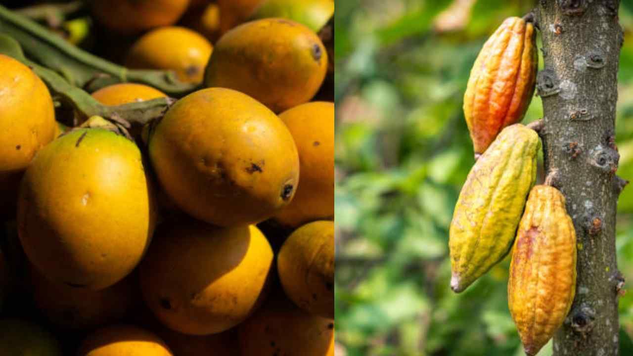 Arecanut Price 5 Sep: ಇಂದಿನ ಅಡಿಕೆ ಧಾರಣೆ, ಪ್ರಮುಖ ಮಾರುಕಟ್ಟೆಯಲ್ಲಿ ಅಡಿಕೆ ಮತ್ತು ಕೋಕೋ ಬೆಲೆ ಹೀಗಿದೆ Arecanut Price 5 Sep: ಇಂದಿನ ಅಡಿಕೆ ಧಾರಣೆ, ಪ್ರಮುಖ ಮಾರುಕಟ್ಟೆಯಲ್ಲಿ ಅಡಿಕೆ ಮತ್ತು ಕೋಕೋ ಬೆಲೆ ಹೀಗಿದೆ