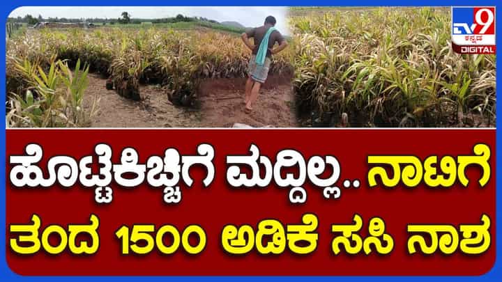 ನಾಟಿಗೆ ತಂದಿಟ್ಟ ಅಡಕೆ ಸಸಿಗಳನ್ನು ನಾಶ ಮಾಡಿದ ದುಷ್ಕರ್ಮಿಗಳು, ಎಂತಹ ಹೊಟ್ಟೆಕಿಚ್ಚಿನ ಜನ ಇದ್ದಾರೆ ನೋಡಿ ನಾಟಿಗೆ ತಂದಿಟ್ಟ ಅಡಕೆ ಸಸಿಗಳನ್ನು ನಾಶ ಮಾಡಿದ ದುಷ್ಕರ್ಮಿಗಳು, ಎಂತಹ ಹೊಟ್ಟೆಕಿಚ್ಚಿನ ಜನ ಇದ್ದಾರೆ ನೋಡಿ