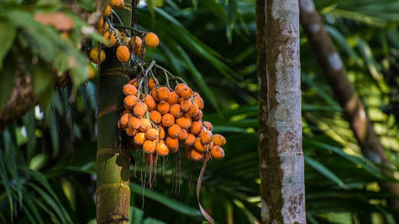 Arecanut Price 6 Sep: ಪ್ರಮುಖ ಮಾರುಕಟ್ಟೆಯಲ್ಲಿ ಇಂದಿನ ಅಡಿಕೆ ಮತ್ತು ಕೋಕೋ ಬೆಲೆ ಹೀಗಿದೆ