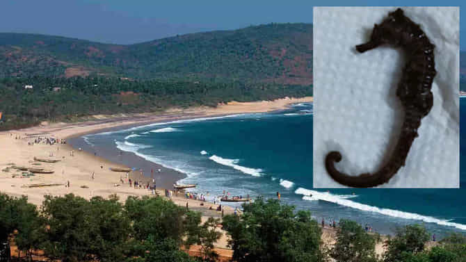 ವಿಶಾಖಪಟ್ಟಣಂ ಸಮುದ್ರತೀರದಲ್ಲಿ ಪತ್ತೆಯಾಯ್ತು ಅಪರೂಪದ ಸಮುದ್ರ ಕುದುರೆ ಮೀನು