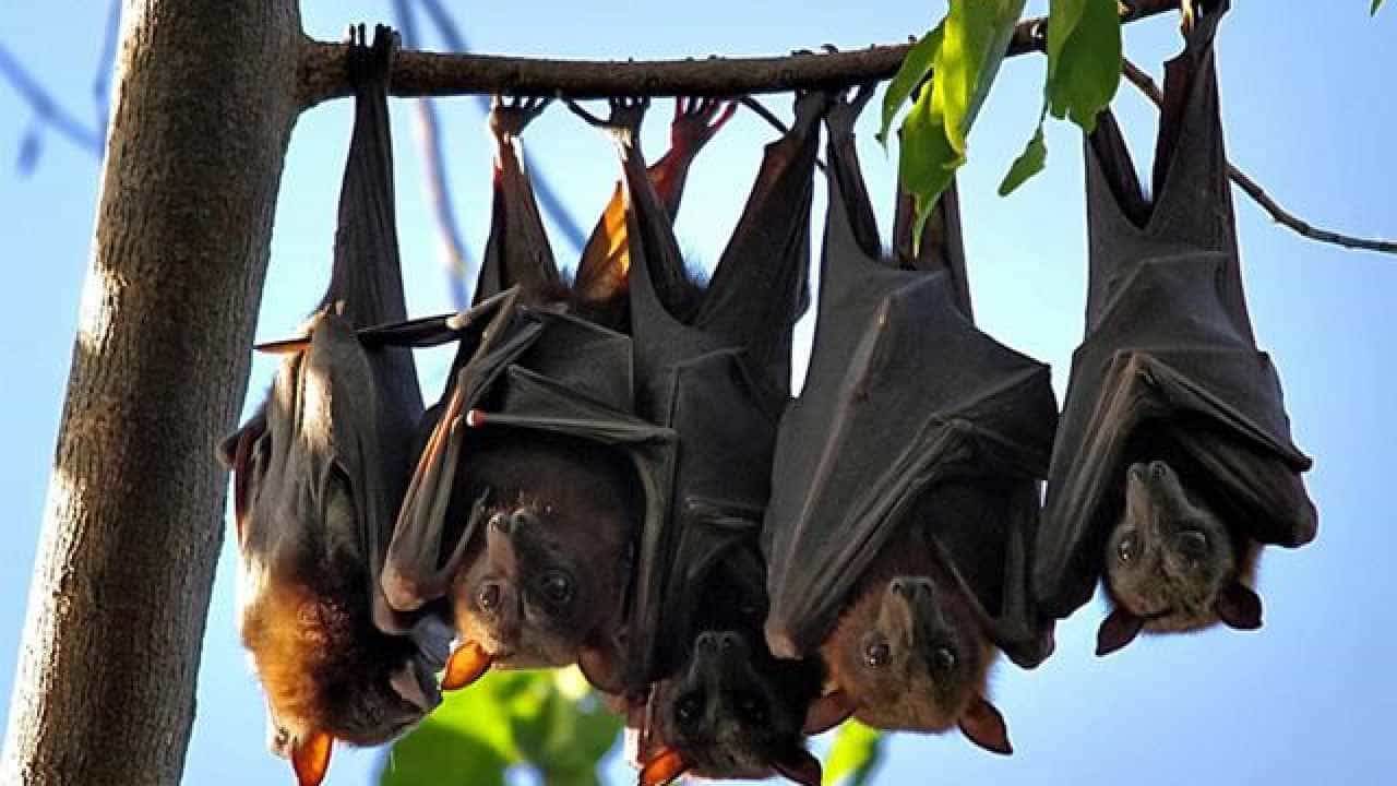 Nipah Virus: ಕೇರಳದ ಖಾಸಗಿ ಆಸ್ಪತ್ರೆಯಲ್ಲಿ ನಿಫಾ ವೈರಸ್ನಿಂದ ಇಬ್ಬರು ಸಾವು, ಸಹಾಯಕ್ಕೆ ಧಾವಿಸಿದ ಕೇಂದ್ರ ಆರೋಗ್ಯ ತಂಡ Nipah Virus: ಕೇರಳದ ಖಾಸಗಿ ಆಸ್ಪತ್ರೆಯಲ್ಲಿ ನಿಫಾ ವೈರಸ್ನಿಂದ ಇಬ್ಬರು ಸಾವು, ಸಹಾಯಕ್ಕೆ ಧಾವಿಸಿದ ಕೇಂದ್ರ ಆರೋಗ್ಯ ತಂಡ