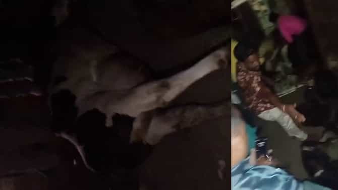 ವಾಹನ ಪಲ್ಟಿ 30ಕ್ಕೂ ಹೆಚ್ಚು ಕರುಗಳು ಸಾವು