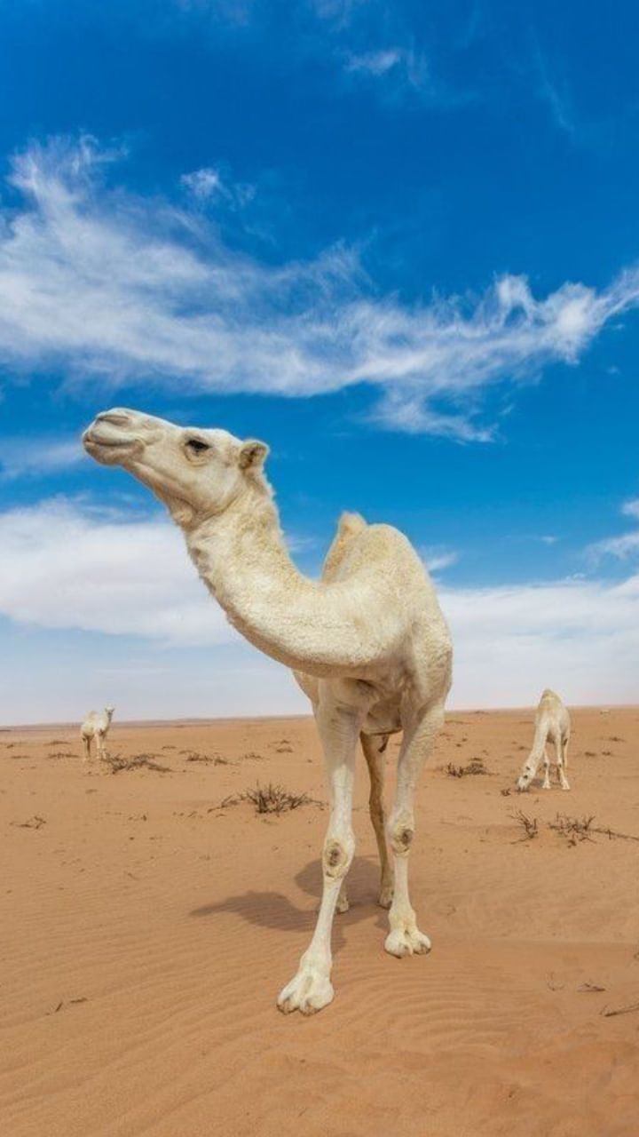 Camels (7)