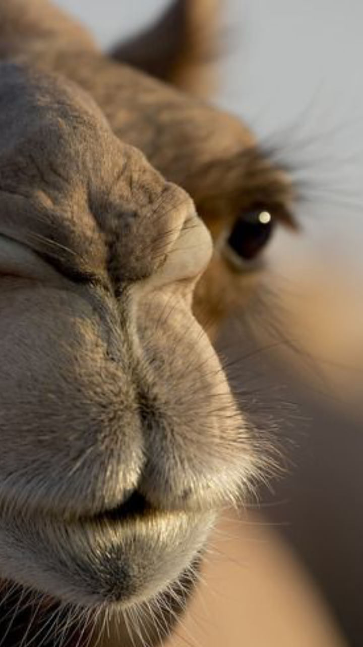 Camels (8)