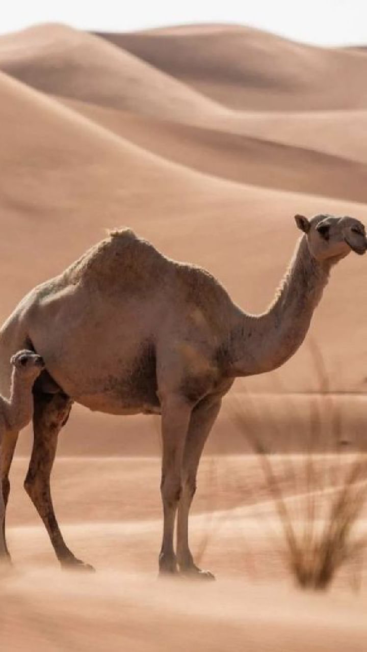 Camels (9)