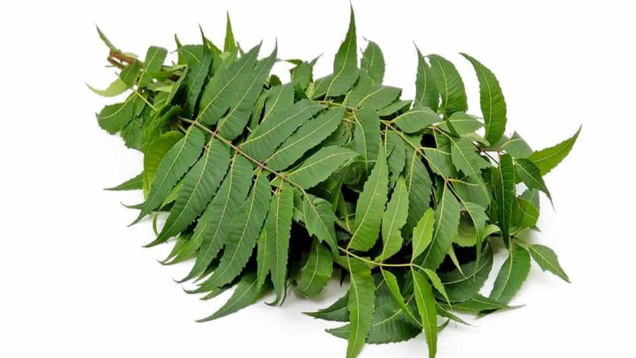 Neem Leaves Benefits: ಬೆಳಗ್ಗೆ ಖಾಲಿ ಹೊಟ್ಟೆಯಲ್ಲಿ ಬೇವಿನ ಎಲೆ ಜಗಿಯುವುದರಿಂದ ಲಭಿಸುತ್ತೇ ಹಲವು ಆರೋಗ್ಯ ಪ್ರಯೋಜನಗಳು Neem Leaves Benefits: ಬೆಳಗ್ಗೆ ಖಾಲಿ ಹೊಟ್ಟೆಯಲ್ಲಿ ಬೇವಿನ ಎಲೆ ಜಗಿಯುವುದರಿಂದ ಲಭಿಸುತ್ತೇ ಹಲವು ಆರೋಗ್ಯ ಪ್ರಯೋಜನಗಳು