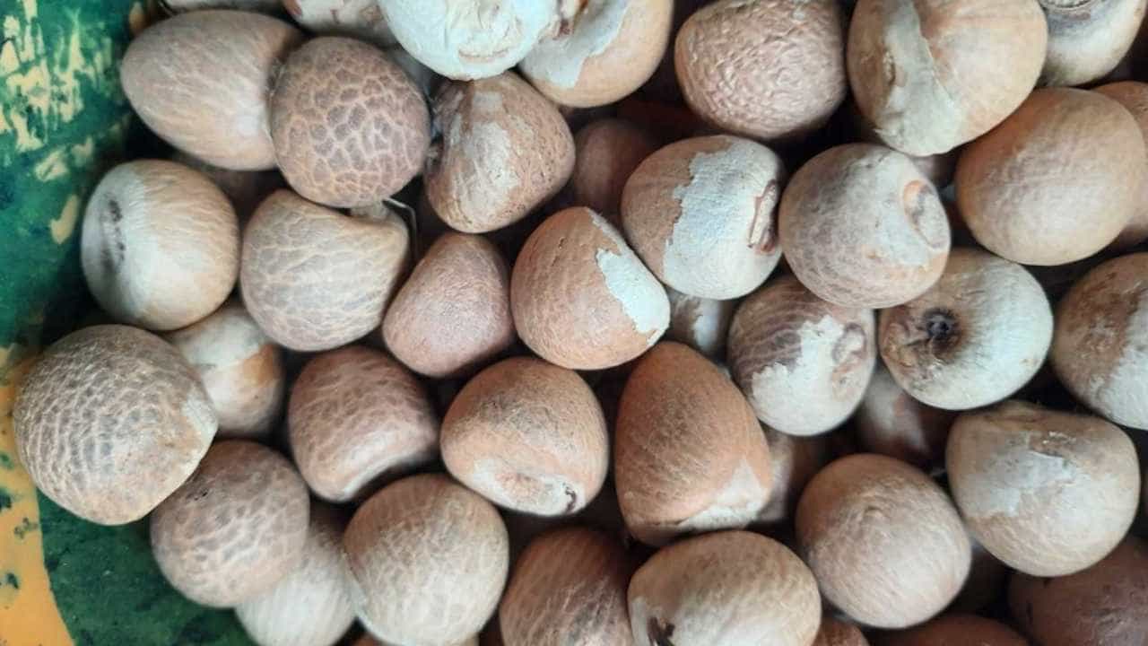 Arecanut Price 7 Sep: ಪ್ರಮುಖ ಮಾರುಕಟ್ಟೆಯಲ್ಲಿ ಇಂದಿನ ಅಡಿಕೆ ಮತ್ತು ಕೋಕೋ ದರ ಹೀಗಿದೆ Arecanut Price 7 Sep: ಪ್ರಮುಖ ಮಾರುಕಟ್ಟೆಯಲ್ಲಿ ಇಂದಿನ ಅಡಿಕೆ ಮತ್ತು ಕೋಕೋ ದರ ಹೀಗಿದೆ