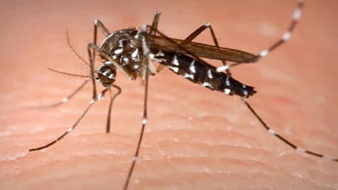 ಪಶ್ಚಿಮ ಬಂಗಾಳದಲ್ಲಿ ಹೆಚ್ಚಿದ ಡೆಂಗ್ಯೂ ಪ್ರಕರಣ