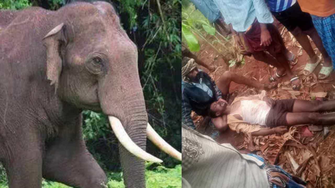 ಮೈಸೂರು: ಬೆಳೆ ಕಾವಲಿಗೆ ಹೋದ ರೈತನ ಮೇಲೆ ಆನೆ ದಾಳಿ ಮೈಸೂರು: ಬೆಳೆ ಕಾವಲಿಗೆ ಹೋದ ರೈತನ ಮೇಲೆ ಆನೆ ದಾಳಿ