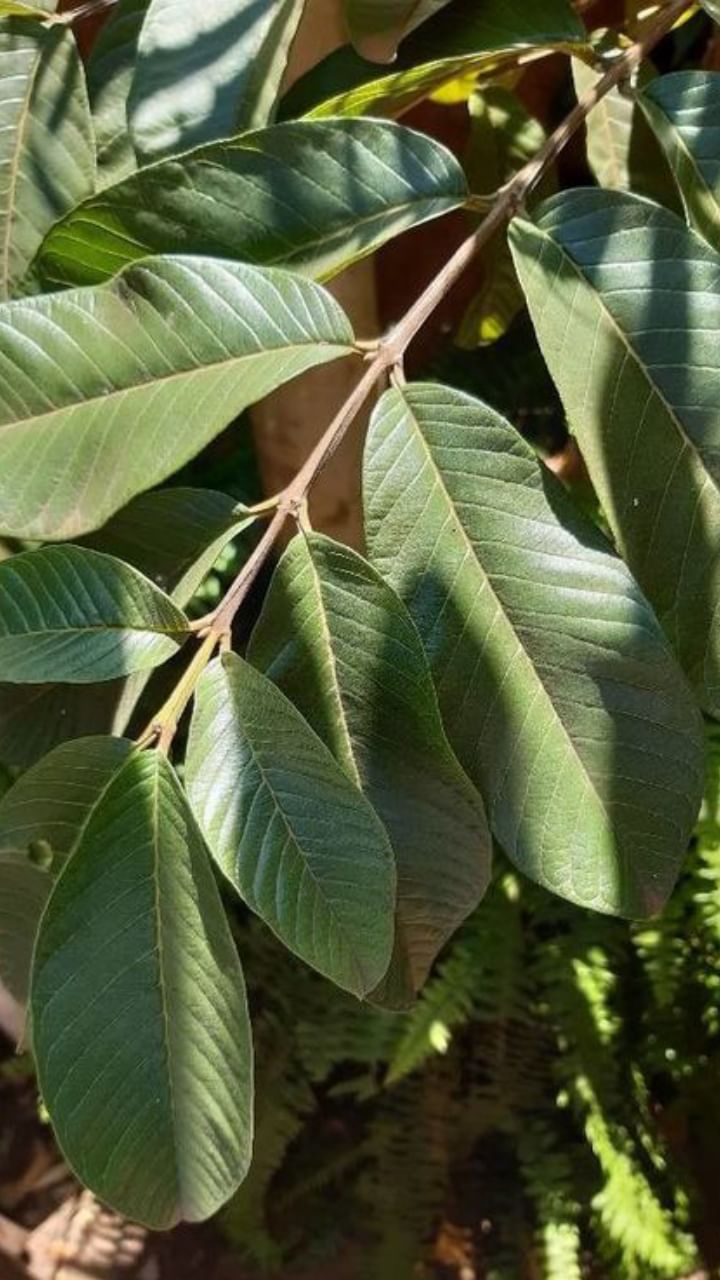 Guava