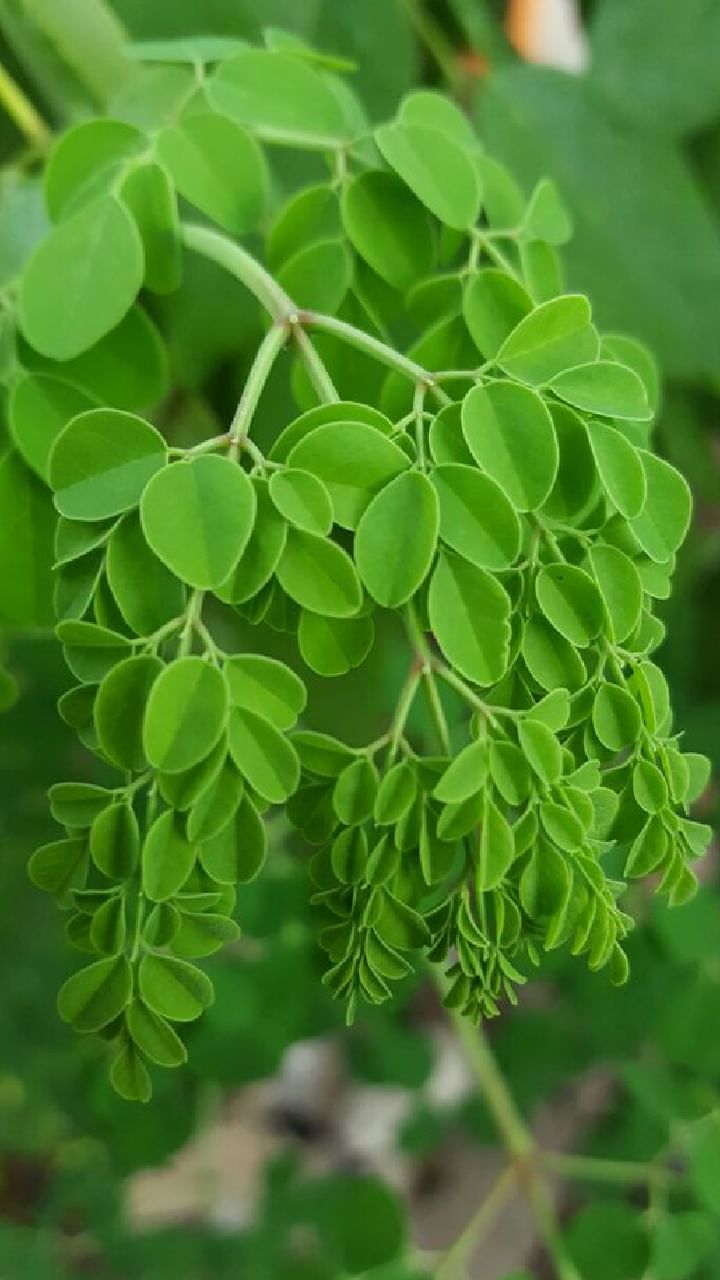 Moringa Leaves (2)
