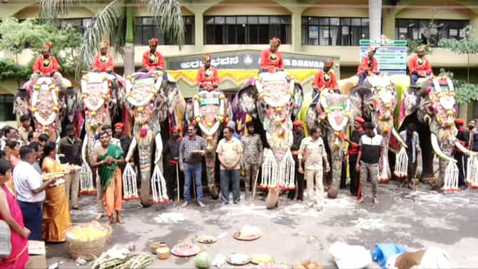 ಕ್ಯಾಪ್ಟನ್​​ ಅಭಿಮನ್ಯು ಸೇರಿದಂತೆ 14 ಆನೆಗಳು ಮೈಸೂರು ದಸರಾದಲ್ಲಿ ಭಾಗಿ